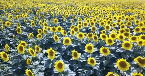 Hermosos girasoles en la puesta de sol
