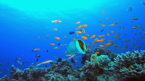 Colourful Fish