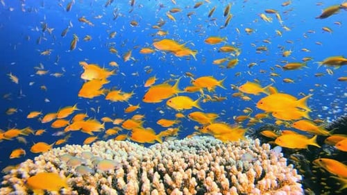 Underwater Sea Coral Tropical Reef