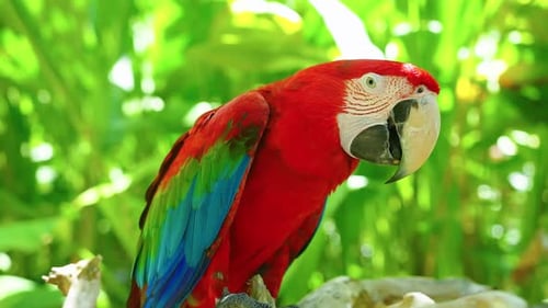 Buntes Porträt des roten Amazonas-Ara-Papageis gegen den Dschungel