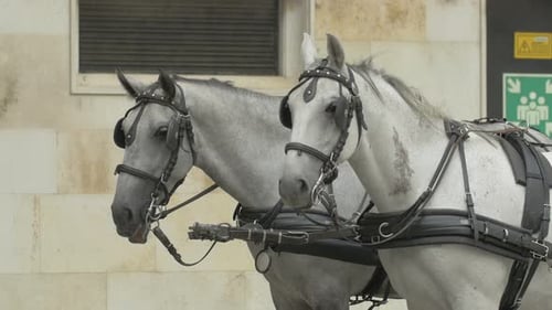 White horses with halters