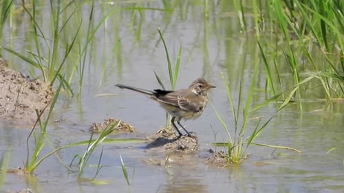 Wagtail Bird Preening on Muddy Ground in Water