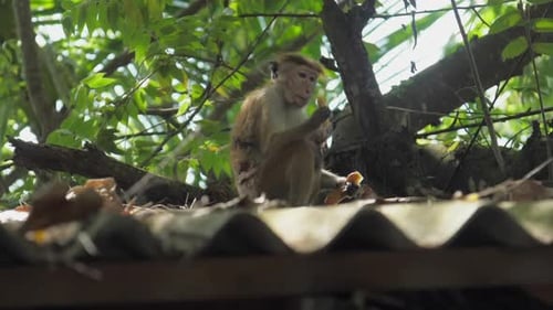 Mother Monkey with Baby Eating Fruit in Jungle
