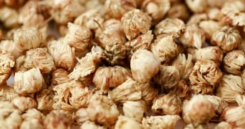Close Up of Dried Chrysanthemum Flowers for Tea