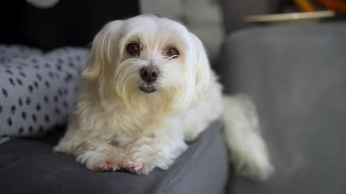 Small White Dog Resting Comfortably on Gray Couch