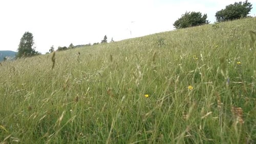 Idyllic Meadow with Grass and Wildflowers