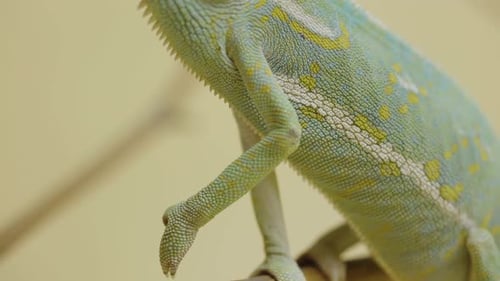 Un caméléon est assis sur une branche et regarde autour de lui de près sur un fond blanc