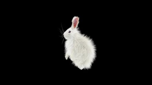 Hase: Tanzen HD