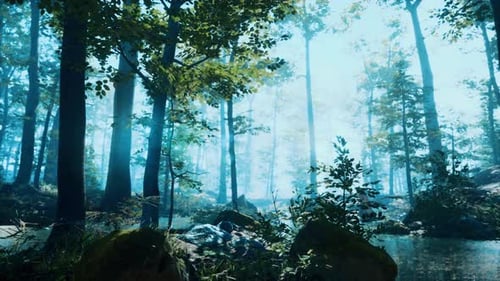 Forest with Pond and Mist with Sunrays