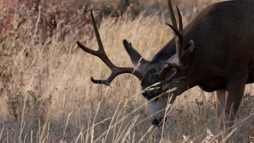 A herd of deer grazing in the Rocky Mountain National Park