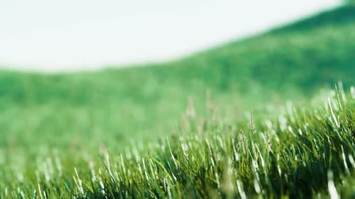 Grünes frisches Gras als schöner Hintergrund