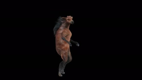Animated Realistic Horse Dancing on Hind Legs