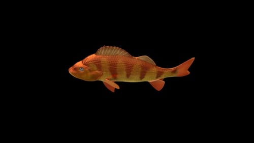 Animated Golden Fish Swimming with Realistic Movement