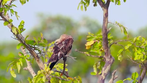 Changeable hawk eagle in Arugam bay nature reserve, Sri Lanka