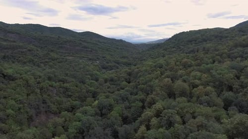 Fly Over Forest