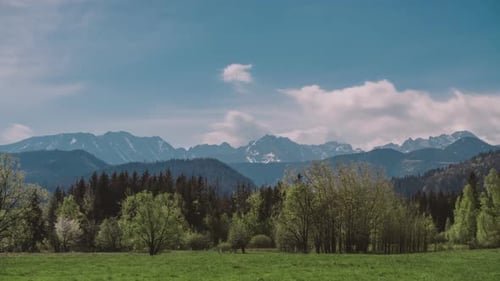 Summer Landscape Paeceful Valley Trees in the Meadow at Tatra Mountains