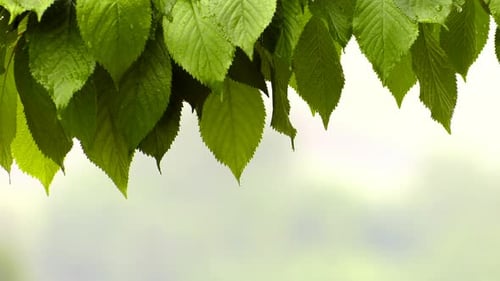 Raining On Plant Leaves