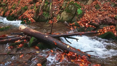 Gebirgsfluss mit Herbststämmen und Blättern