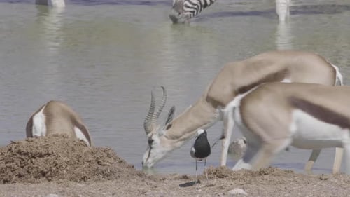 Springbok and Zebra Drinking from African Watering Hole