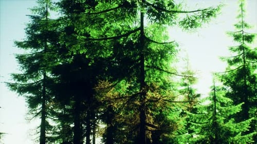 Green Cone Trees in Bright Sun Light