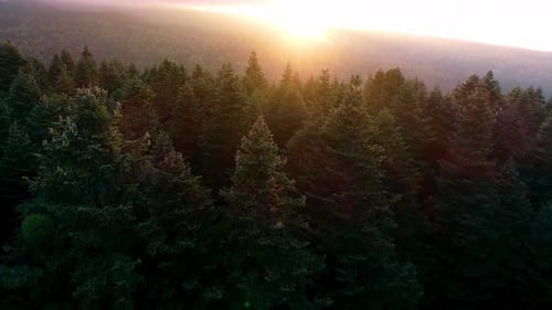 Sunlight falling on the pine forest.