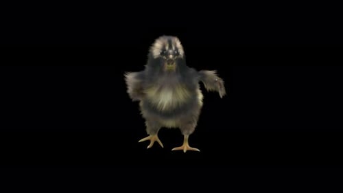 Realistic 3D Black Chick Shaking Feathers Animation