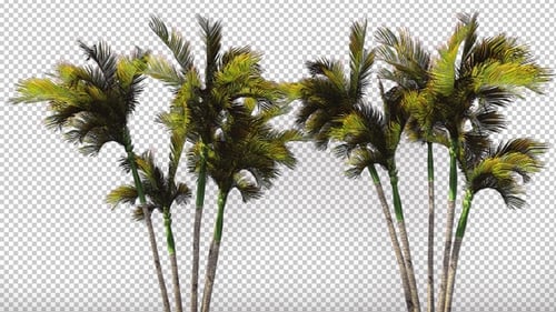 Realistic Palm Trees Swaying in Wind with Alpha Channel
