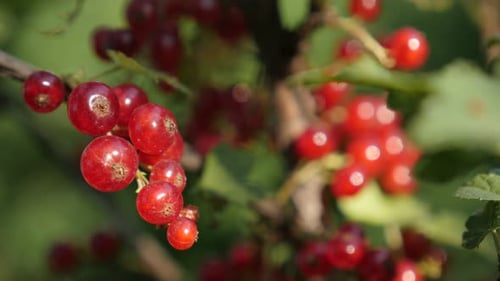 Healthy fruit shrub with redcurrant berries close-up 4K 2160p 30fps UltraHD footage - Shallow DOF r