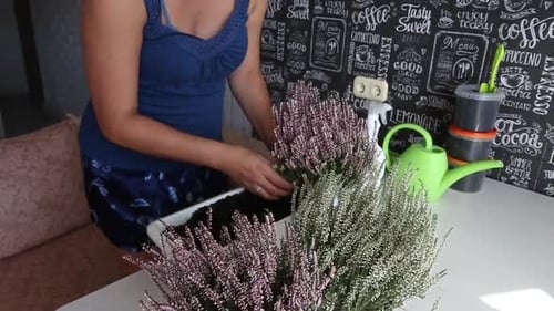 Woman planting heather indoors