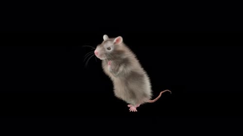 Ratten-Tanzen