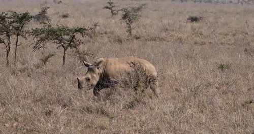 Rhinocéros blanc, ceratotherium simum, mère et veau, parc de Nairobi au Kenya, 4K en temps réel