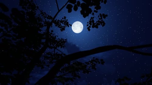 Moonlit Night Sky with Twinkling Stars and Swaying Tree Branches
