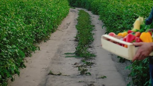 Farmer Carries Crate of Vegetables Through a Field