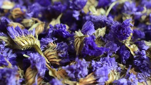 Close-up of Beautiful Dried Blue Flowers