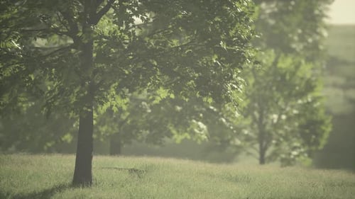 Üppig grüne junge Ahornblätter, beleuchtet von hellem Sonnenlicht im Frühling