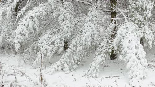 Tree Branches Covered With Snow In Forest During Winter In Eastern Canada. - POV, Approach Shot
