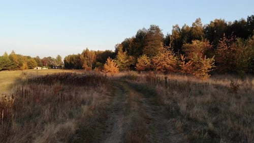 A forest glade bathed in the light of the setting sun