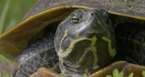knapper Schuss einer Schildkröte in North Carolina