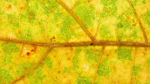 Green Leaf Analysis