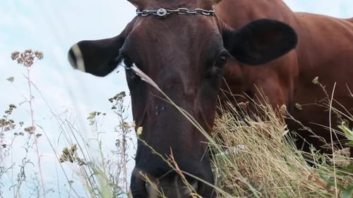 Cow Grazing on the Meadow and Looking on Camera on Sky Background at Sunny Day