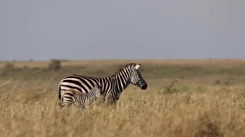 Mother And Baby Zebra Walking Together In Slow Motion