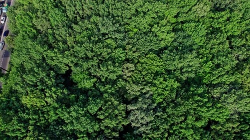 Aerial View of Road Bordering Lush Green Forest