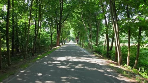 Câmera se movendo na estrada através da floresta com feixes de luz solar