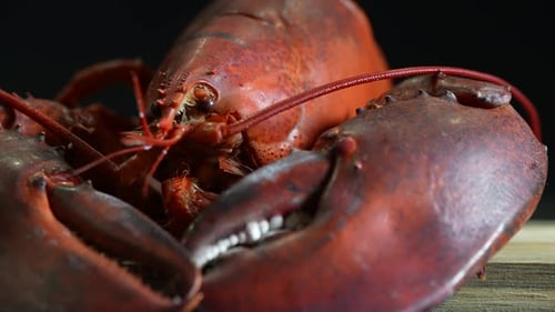 Cooked Lobster 59
