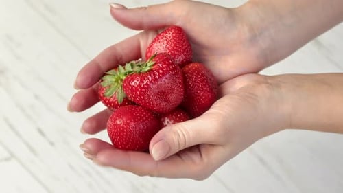 Female Hands Holding Pile Huge Fresh Vitamin Red Seasonal Strawberry Wooden Table Top View Closeup