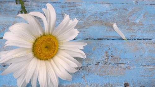 Daisy on Blue Wood with Falling Petals