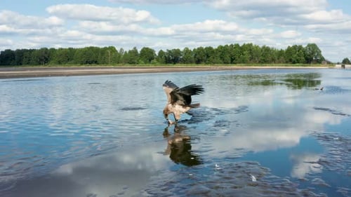 Pallas's Fish Eagle Haliaeetus Leucoryphus Catches and Eat a Fish Europe Belarus
