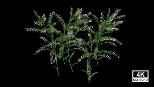 Animated Green Plants with Blooming White Flowers