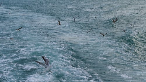Istanbul Türkei Möwen. Natur, Tierwelt.
