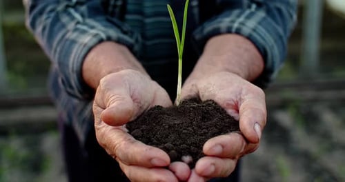 Farmer's Hands Holding a Sprout